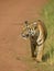 Tigress walking on a forest train in a beautiful Evening Light