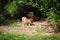 A tigress with a young tiger lying in the bushes