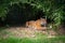 A tigress with a young tiger lying in the bushes