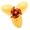 Tigridia flower