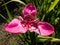 Tigridia pavonia flower