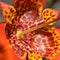 Tigridia pavonia red and yellow spotted flower