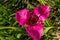 Tigridia. peacock flower. tiger flowers or shell flowers