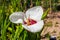 Tigridia. peacock flower. tiger flowers or shell flowers