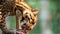 Tigrillo eating a piece of raw meat on green background. Common names: Ocelote, Tigrillo.