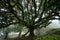 Til ancient tree on the Fanal Portuguese National Park in Madeira, Portugal