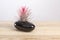 Tilandsia ionantha Airplant in elegant black pot on wooden table
