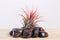 Tilandsia ionantha Airplant on shiny black stones on wooden table