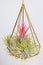 Tilandsia ionantha Airplant suspended in metal wire geometric terrarium on white background