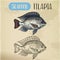 Tilapia or cichlid fish sketch for restaurant menu