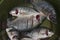 Tilapia fish has been cleaned and then fried as side dishes with rice