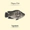 Tilapia Fish Illustration Sketch And Vector Style. Good to use for restaurant menu, Food recipe book and food ingredients content.