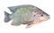 The Tilapia fish (Oreochromis mossambicus).