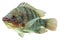 Tilapia Fish Profile