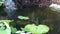 A tilapia swimming amongst water plants in the caribbean