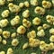 Tile of Baby Chicks on Grass Easter Theme Random Seamless Background - Generative AI