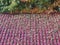 Tiled autumn roof