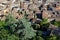 The tiled roofs of the city of Crest