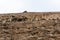 Tiled top of the pyramid of Khafre or of Chephren