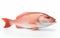 Tilefish isolated on transparent background.