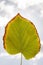 tilia americana leaf