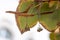 tilia americana leaves