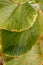 tilia americana leaves
