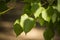 Tilia cordata sin. Tilia parvifolia leafs close up