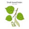 Tilia cordata or small-leaved linden, medicinal plant