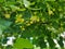 tilia leaves and flowers herbal fresh