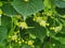 tilia leaves and flowers herbal fresh