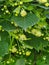 tilia leaves and flowers herbal fresh