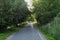 Tilia lime tree avenue road shadow