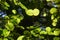 Tilia or lime trees leaves at back light. Japan