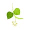 Tilia Specie or Linden with Cluster of Fragrant Yellowish-white Flowers and Green Cordate Leaf Vector Illustration