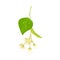 Tilia Specie or Linden with Cluster of Fragrant Yellowish-white Flowers and Green Cordate Leaf Vector Illustration