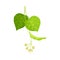 Tilia Specie or Linden with Cluster of Fragrant Yellowish-white Flowers and Green Cordate Leaf Vector Illustration