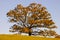 Tilia tree in the countryside in Autumn