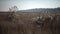 Tiligulsky estuary, a valley of a dried-up river in autumn, in which many medicinal plants grow, fluffy fruits of a transyanous