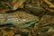 Tiliqua scincoides common blue-tongued skink, blue-tongued lizard, common bluetongue