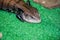 Tiliqua scincoides or skink Blue tongue