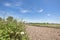 Tillage rice field with blur front grass and flower at lampoon thailand in the afternoon sunlight