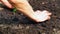 Tillage of strawberries plant