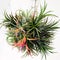 Tillandsia