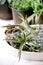 Tillandsia air and different succulent plant in ceramic pots