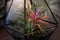 Tillandsia Air Plant Trees for home and garden decoration and places, Indoor garden ideas.