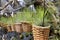 Tillandsia air plants in baskets - Series 2