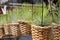 Tillandsia air plants in baskets - Series 4
