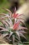 Tillandsia airplant on  a piece of wood