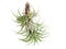 Tillandsia, a bromeliad plant, planted on a piece of wood, isolated on a white background. Aerial plant on a white background